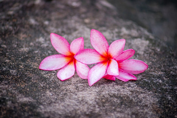 Fototapeta na wymiar Plumeria flowers on stone