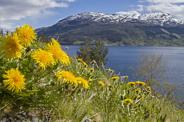 Löwenzahnblüte am Fjord
