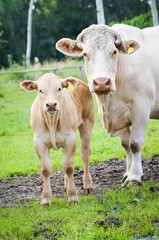 Charolais - Mutterkuh mit Kalb auf der Weide