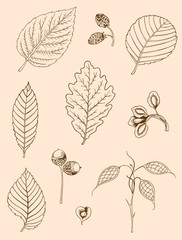 Set of vintage leaves
