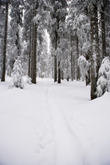 Verschneiter Winterwald