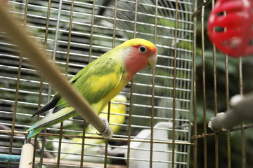 Close up of a small parrot