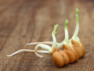 Chick-pea seedling