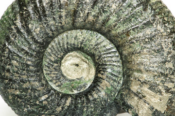 Orthosphinctes piccolo close up, ammonite fossile - Neumarkt