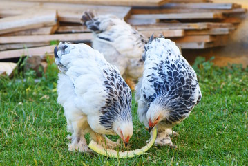  Brahma chicken