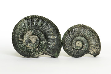 Coppia di Orthosphinctes, ammoniti fossili