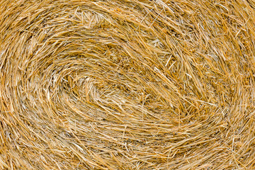 Golden Hay