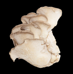 oyster mushrooms on a black background