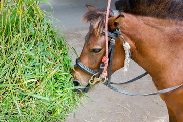 Horse Eating Grass
