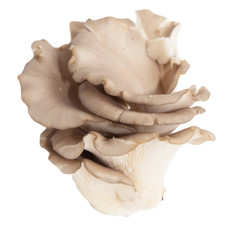 oyster mushrooms on a white background