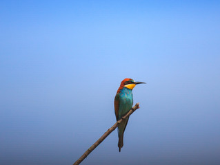  European Bee-eater