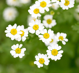 beautiful daisy flowers in nature