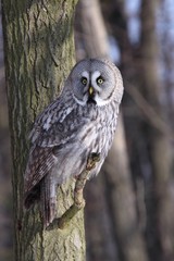 Great Grey Owl, Lapland Owl