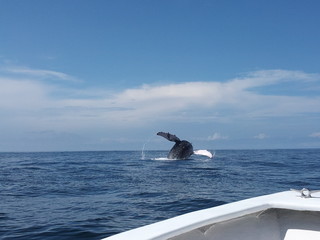 Ballena saltando en playa Tambor. Costa Rica