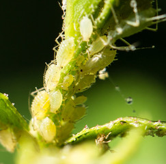 Aphid Infestation