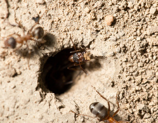 ant in nature. macro