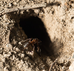ant in nature. macro
