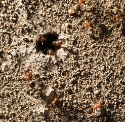 ant in nature. macro