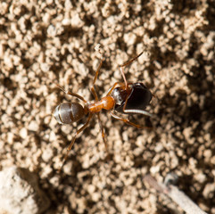ant in nature. macro