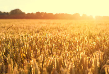 Fototapeta premium Ripening wheat as background