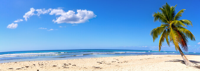 Panoramic view of white sand beach with palm