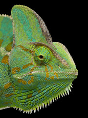 Chamäleon