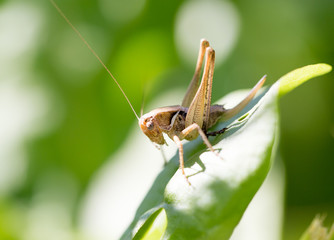 grasshopper in nature. macro