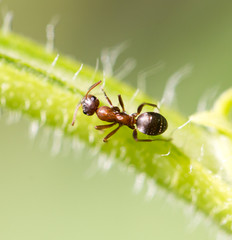 ant in nature. macro