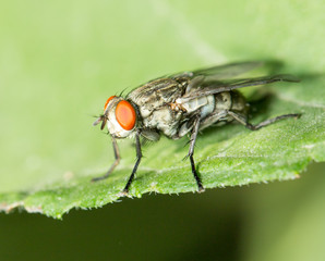 fly. macro