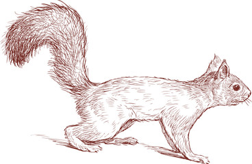 nimble squirrel © asmakar