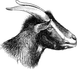 goat head
