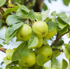 pear on a tree branch
