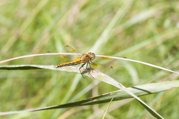 Yellow dragonfly on a plant straw