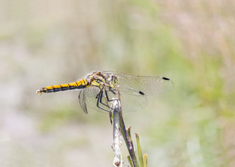 Yellow dragonfly on a plant straw