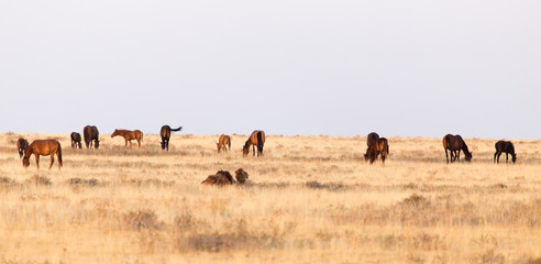Fototapeta na wymiar horses in the pasture on the nature