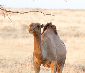 camel in nature