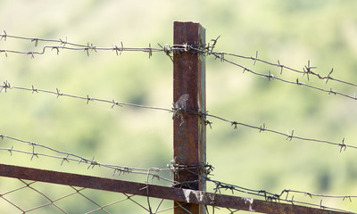 barbed wire fence