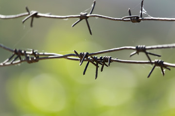 barbed wire fence