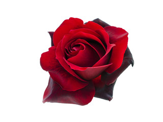 Fototapeta premium Black Rose