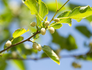 mulberry berries on branches of a tree