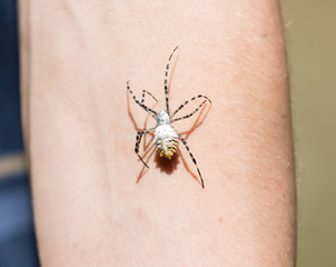 spider on human skin