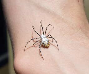 spider on human skin