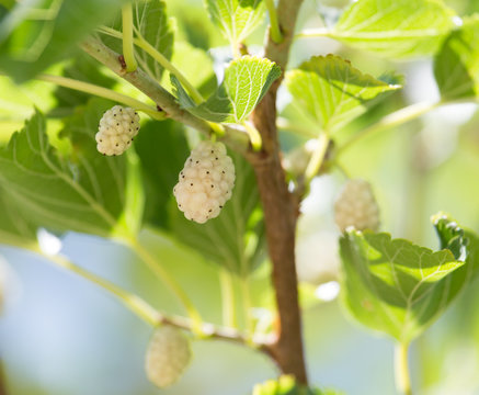 mulberry berries on branches of a tree