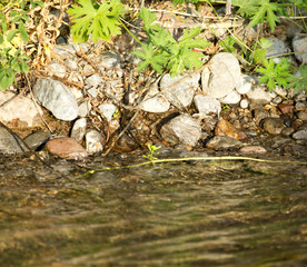 stones in the mountain river