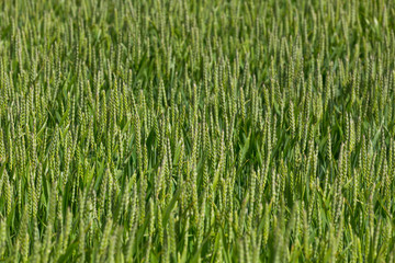 green wheat field