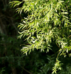 willow branches