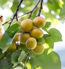 ripe apricots on a tree branch