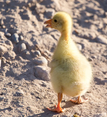 little gosling nature