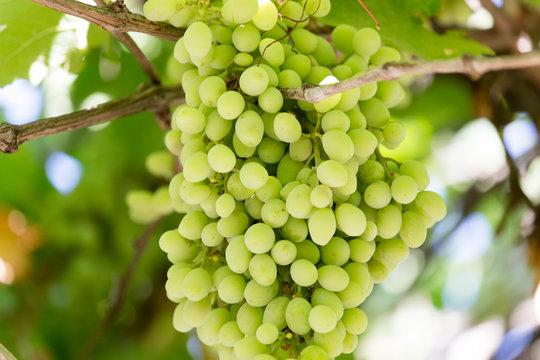 Young green grape on vine