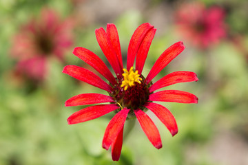 Garten-Zinnie (Blume)